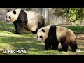 Giant pandas saying goodbye to washington dc and heading back to china