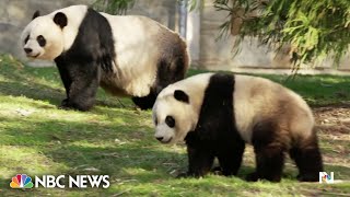 Giant pandas saying goodbye to Washington, D.C. and heading back to China