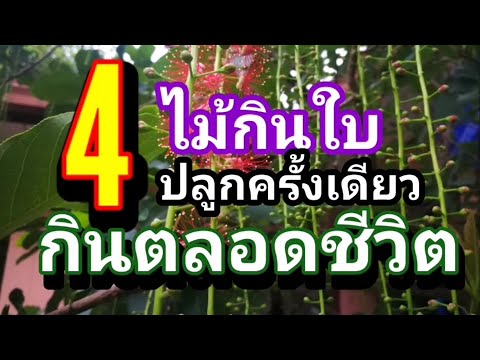 วีดีโอ: ต้นไม้อะไรบานครั้งเดียวในชีวิต