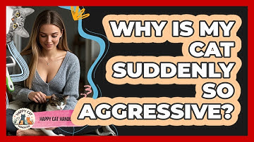 Why Is My Cat Suddenly So Aggressive? - Happy Cat Handbook