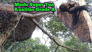 Grade A Quality Super Mature Honey #bee #honey #wildbee #forest #nature #extreme #trending #viral