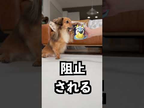 即販売中止された海外のコップが危険すぎた!