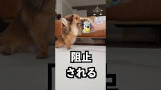 即販売中止された海外のコップが危険すぎた！