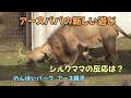 のんほいパーク　アースパパの新しい遊び　シルクの反応は？　アース親子　Earth＆Silk’s Lion family at Toyohashi Zoo