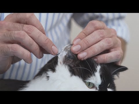 Video: Dog, ki pestijo vodnik, vodi preusmerjanje trgovine z ljudmi v hišne ljubljenčke