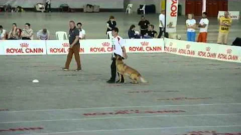 Obedience WM 2015 Turin Susan mit Aragon