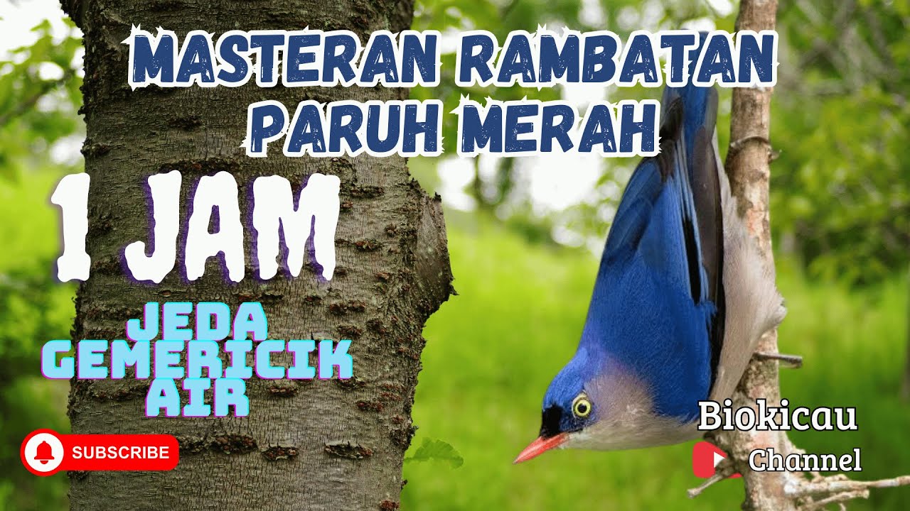 MASTERAN RAMBATAN PARUH MERAH - YouTube