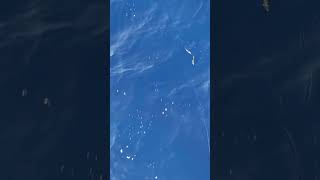 INCREDIBLE WHITE MARLIN ON THE FLY IN CAPE VERDE AFRICA