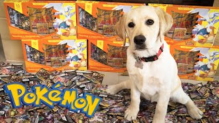 New Puppy Opens Pokémon Cards (CRAZY PULLS!!)