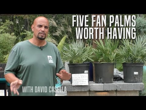 Wideo: Jak wysokie są palmy wachlarzowe?