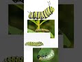 Caterpillar Fact!