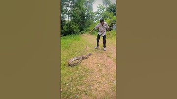 rescue Indian rock python snake 🐍 #indianrockpython #python #snake