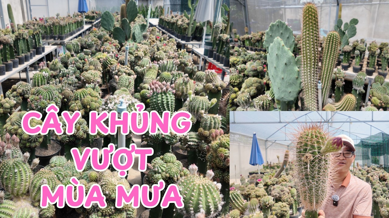Ngắm Echi & Tricho khủng | Thực chiến chăm xương rồng mùa mưa, phòng thối của vườn Hoa Lobivia
