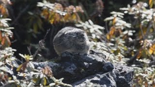 冬に備えるエゾナキウサギ 北海道・十勝岳で餌集め