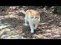 側に来て楽しんでくれてる人懐っこくてかわいい茶白猫ちゃん
