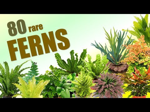 Video: Fern Myths And Legends