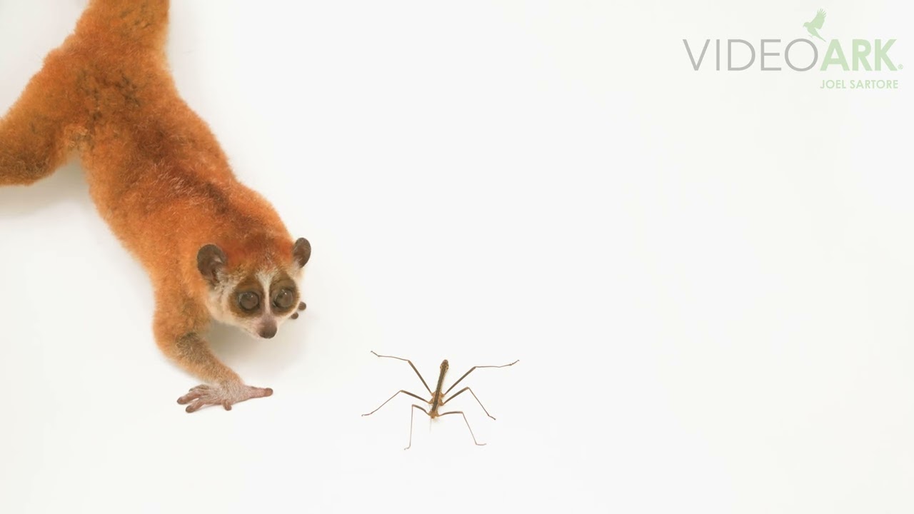 A southern pygmy slow loris (Xanthonycticebus pygmaeus) at the Endangered Primate Rescue Center