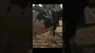 Super Murrah Buffalo #shorts #dairyfarm #murrah #trending#animals #diary #murrah By Amit yadav