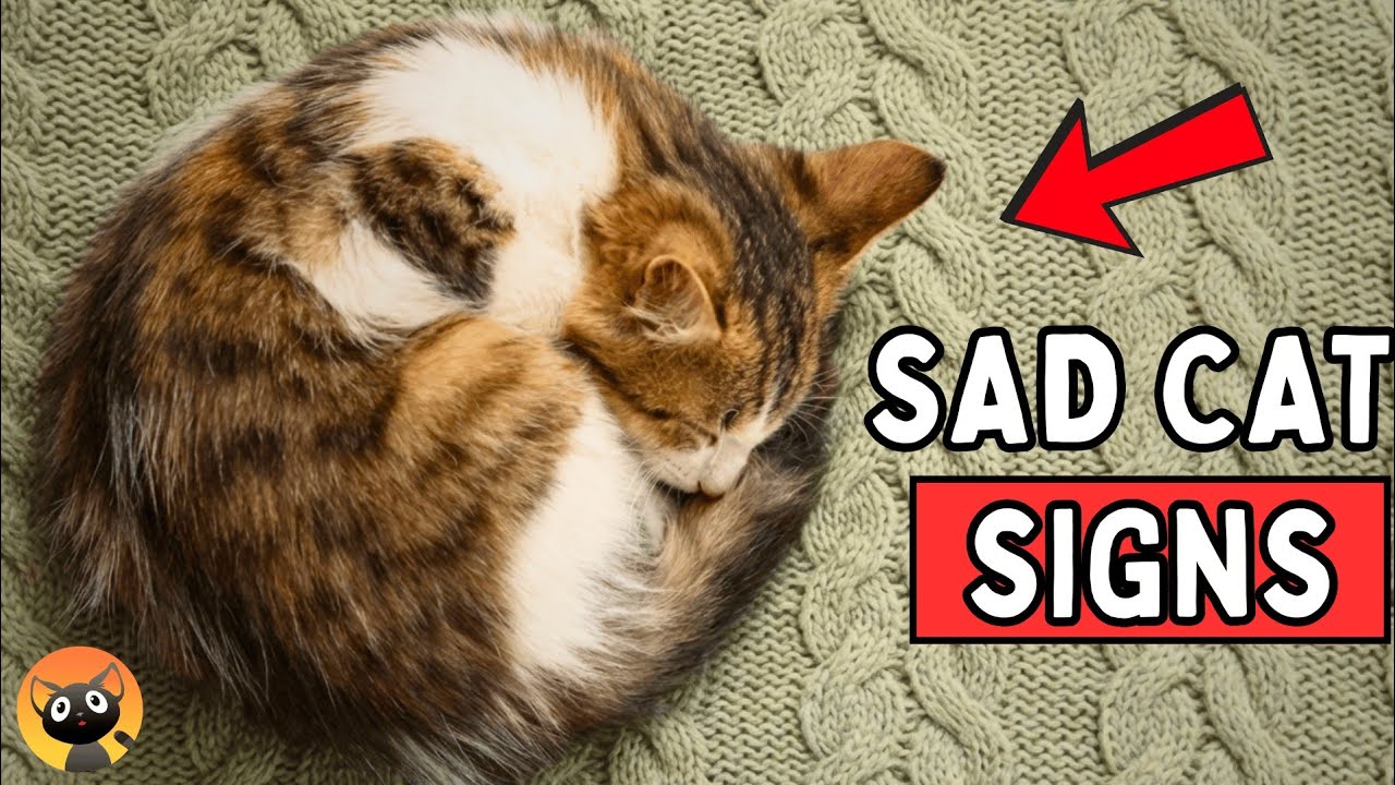 10 признаков того, что ваша кошка грустит (большинство владельцев упускают из виду пункт №4)