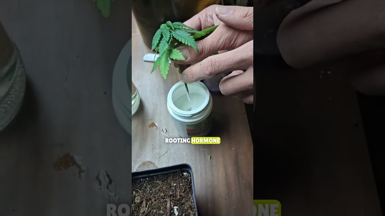 How to Take Plant Cuttings & Encourage Root Growth | Propagation Guide
