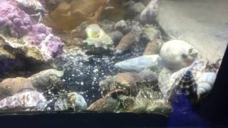 Algae Eating Hermit Crabs - Calcinus Tibicens. Very active!!