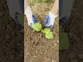 Small Plant Care Tips: Loosening Soil for Better Root Aeration