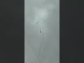 アジがヒットしたのですが、サビキ仕掛けの針が小さすぎて外れてしまいました。これが、いわゆるバラシ。ヒットしたのは20センチの真アジですが、針は1号を使っていました。