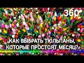 Миллионы тюльпанов: как подмосковные теплицы готовятся к 8 марта?