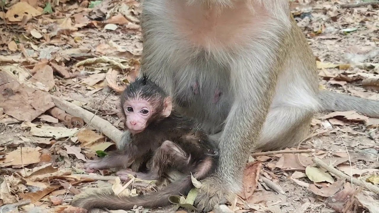 So adorable newborn monkey Nelson | Baby monkey Nelson nursing milk