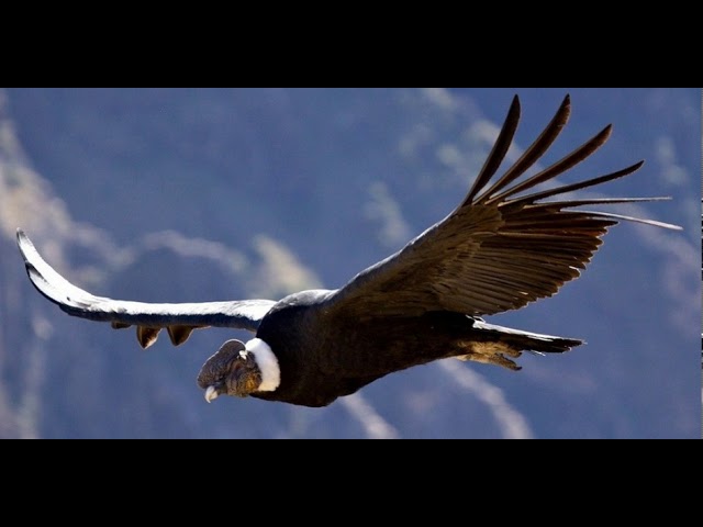 El Condor Pasa - Harmonica Cover - YouTube