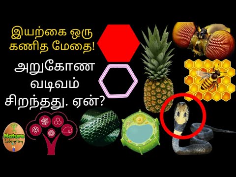 Hexagon is the most efficient why? tamil | இயற்கையின் மொழி | tnpsc Maths tamil | #mathstamil