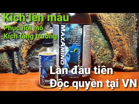 Video ????Tầm quan trọng AminoAxit đối với cá cảnh nước ngọt &... - youtube