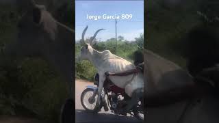 La vaca del motoconcho