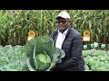 How To Make Good Money From Cabbage Farming