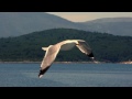 Relaxation and soothing Video with seagulls and music