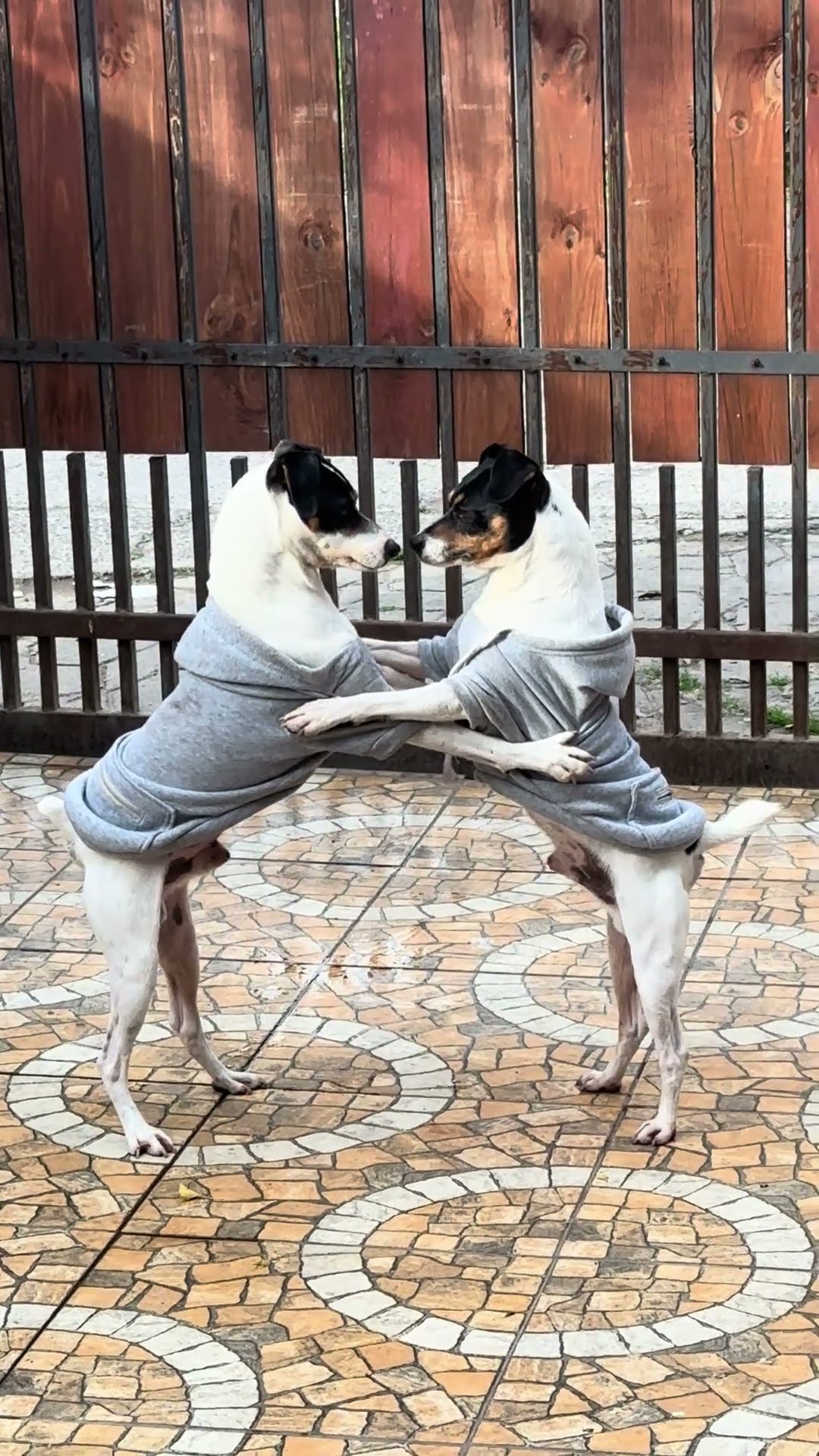 Two Dogs Dancing || ViralHog