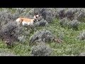A Pronghorn Gives Birth