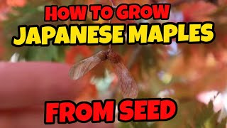 How To Grow Japanese Maples From Seed | Gardening 101