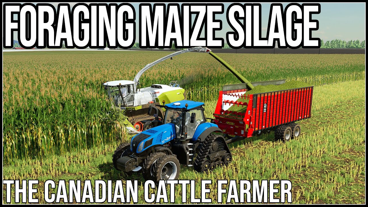 FORAGING MAIZE SILAGE The Canadian Cattle Farmer Episode 48 YouTube