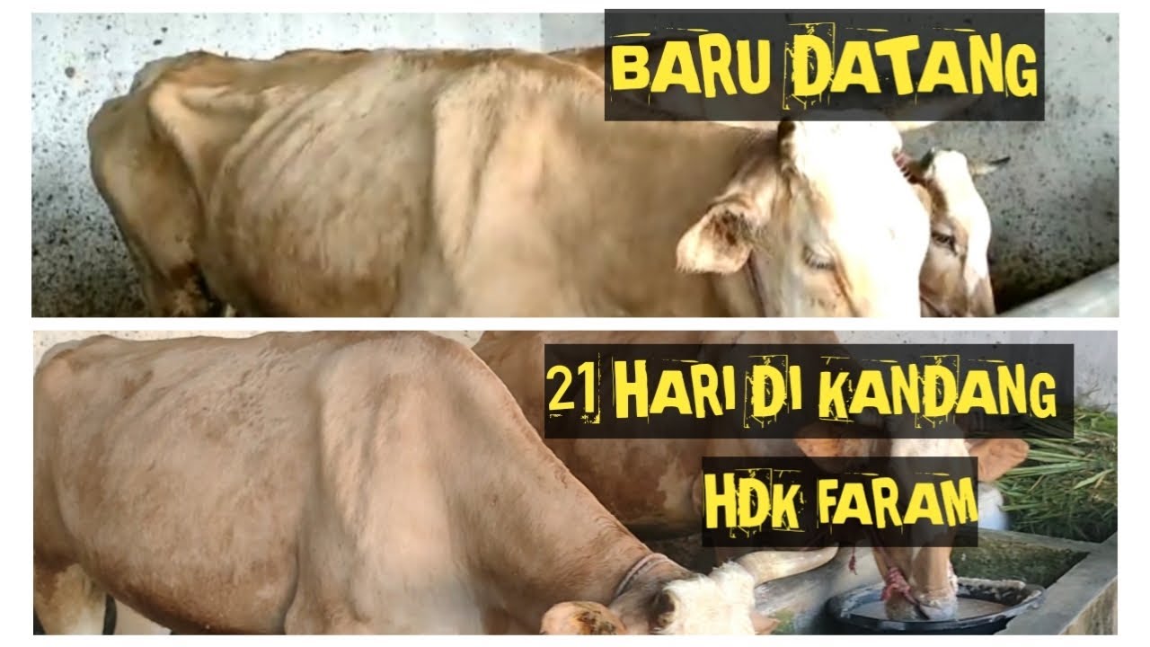 HASIL COMBORAN IRIT  ,  MURAH  ,  SIMPEL HASIL MAKSIMAL DAN NYATA DI KANDANG HDK FARM