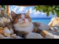 12 Hours Of Cat Watching Scenes Gentle Cat Music No Ads Cozy Feeling Calm Behavior 