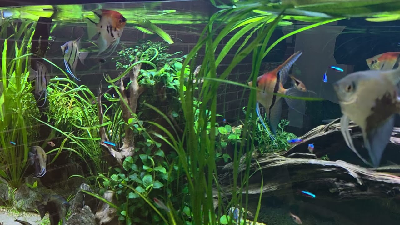 Moja najlepsza metoda prowadzenia akwarium