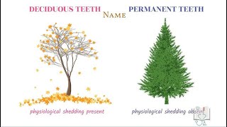 Differences between Deciduous teeth & Permanent teeth