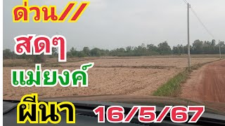 ด่วน สดๆ แม่ยงค์ผีนา #16/5/67