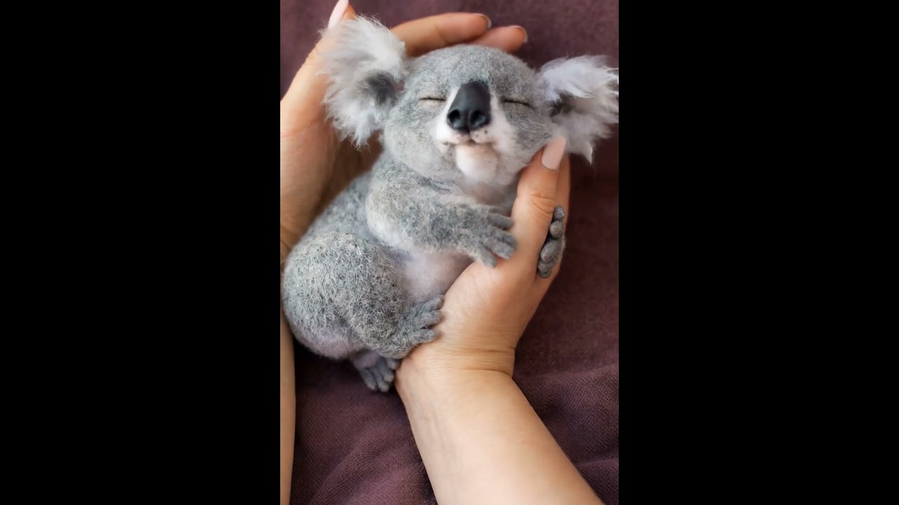 A tiny baby koala sleeping peacefully 🐨💤#BabyKoala#CuteAnimals#Wholesome#Relaxing#CozyVibes#Shorts