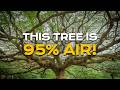 95% of a Plant Comes From The SKY (Not The SOIL)