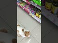 cutie cat inside minimarket 😻 #fyp #viral #sound #video #shorts
