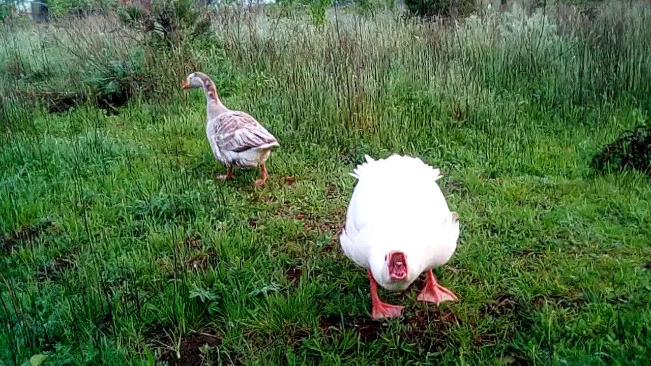 Gascan care sasaie si isi protejeaza gasca