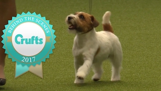 Introducing the Jack Russell Terrier to Crufts 2017