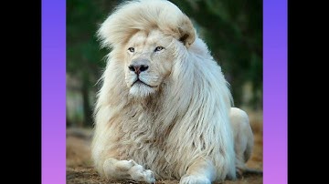 MESSENGER and SIGN & THE QUEST-C-SHARP(MY MIX 2023) TRANCE.